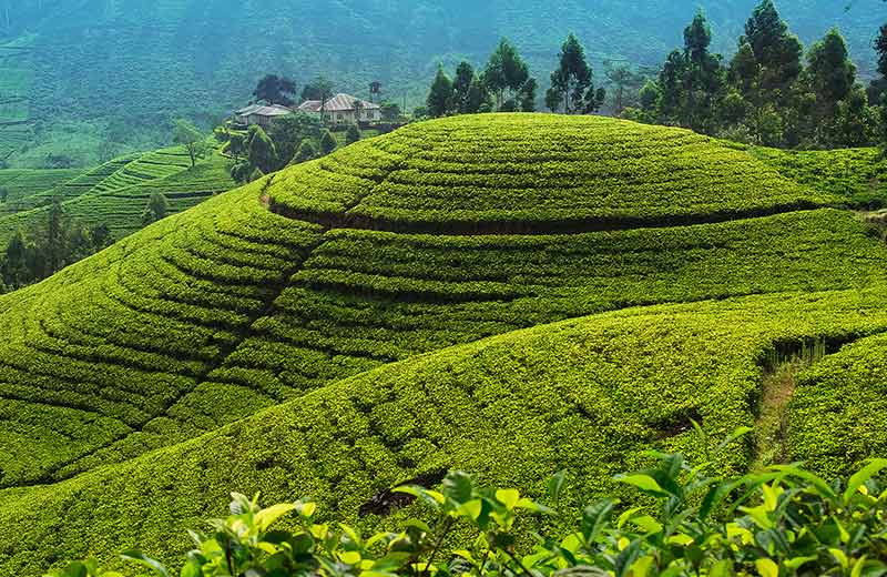 Ceylon Tea Experience in Nuwara Eliya – Tea Country