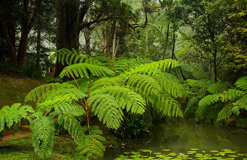 Hakgala Botanical Garden