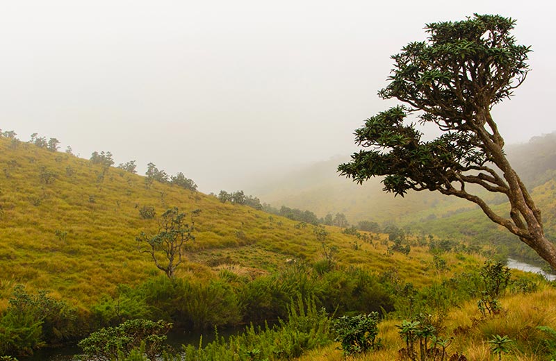 Horton Plains National Park