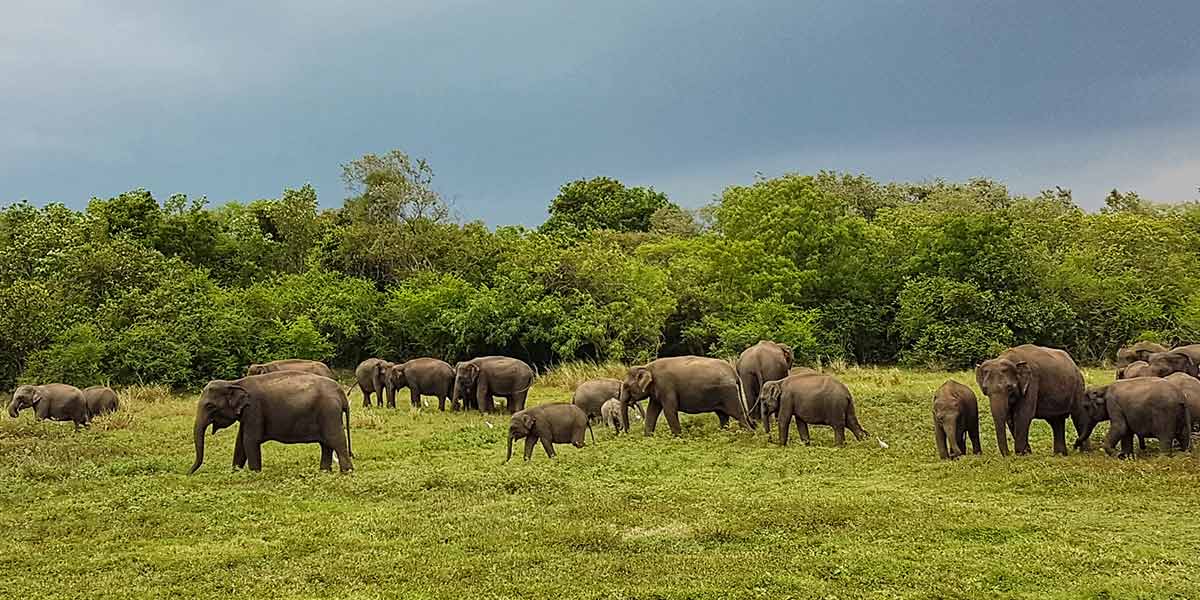 Kaudulla National Park - Tales of Ceylon