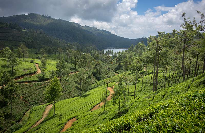 Pedro Tea Estate and Lover’s Leap Waterfall