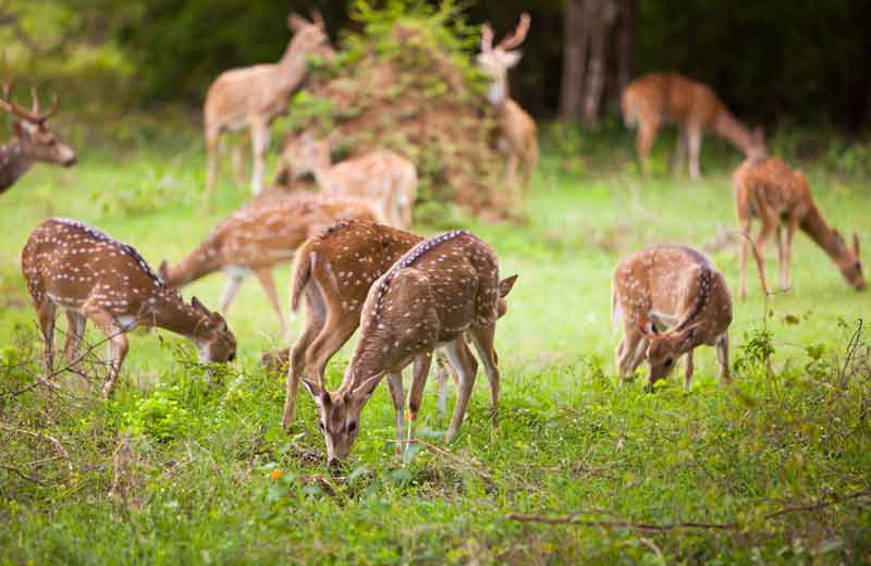 Explore Yala in Sri Lanka | Travel Guide | Tales of Ceylon