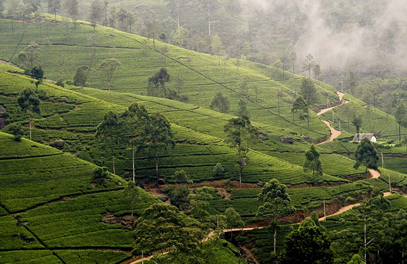 Nuwara Eliya - Tales of Ceylon